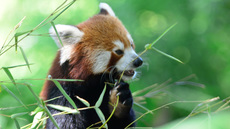 Kleiner_Panda (9).jpg